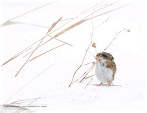 2025 North Dakota Outdoors Calendar | North Dakota Game and Fish