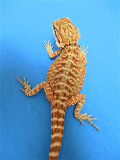 Citrus Leatherback Bearded Dragons For Sale Atomic Lizard Ranch