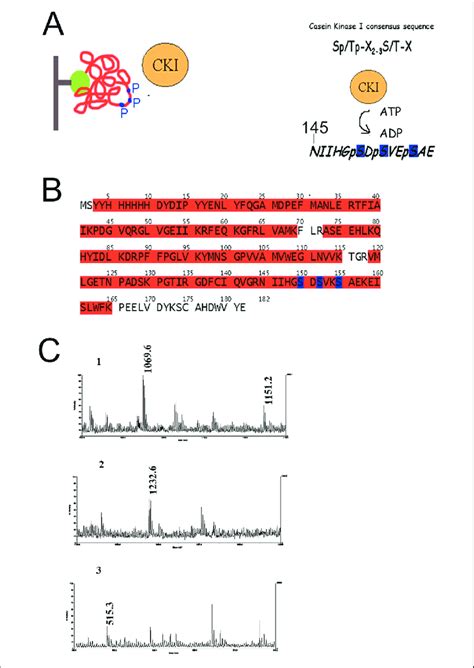 In Vitro Phosphorylation And Maldi Mass Spectrometry Analyses Of