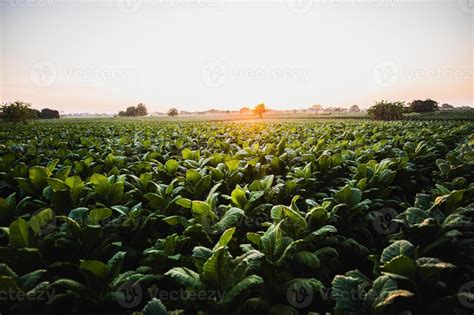 Landscape Of Tobacco Plantation With Sunlight On Sunset Time 20136859