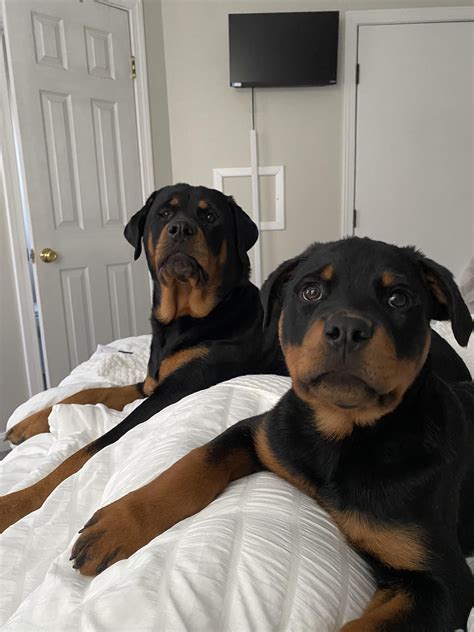 Rotties are the best : r/Rottweiler