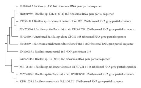 Phylogenetic Tree Indicating The Taxonomic Position Of Bacillus Sp