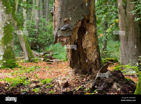 Fauler Stamm Der Rotbuche Fagus Sylvatica Stockfotos Und Bilder Kaufen