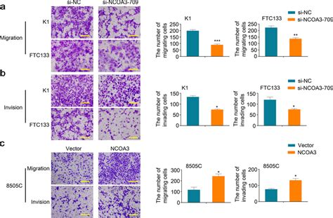 Effect Of Ncoa On Thyroid Cancer Cell Migration And Invasion Ncoa