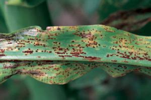 Sweet Corn Common Rust AgriLife Today