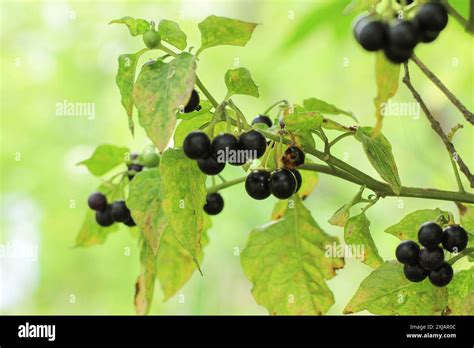 black nightshade solanum nigrum poisonous weed ball shaped