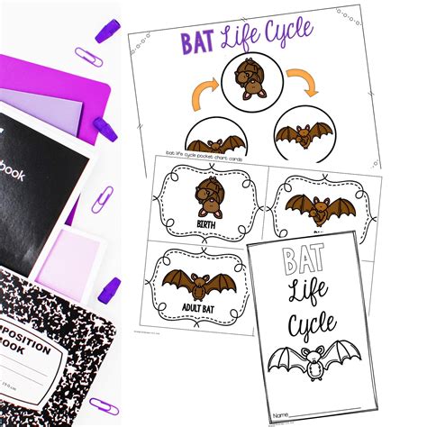 Bat Life Cycle - Mrs. Richardson's Class