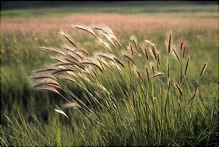 Grasses - African grasslands