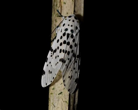 Giant leopard moth - Facts, Diet, Habitat & Pictures on Animalia.bio