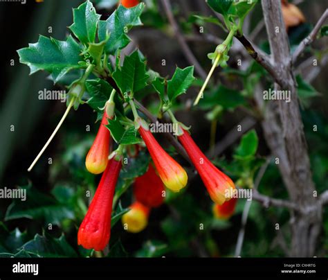 Desfontainia Spinosa Harold Comber Red Yellow Flowers Evergreen Shrub