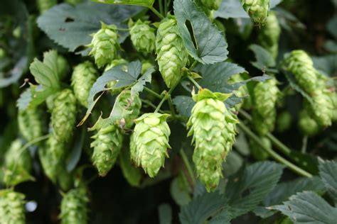 Beer Hops Wallpaper - WallpaperSafari