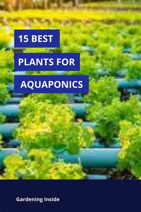 15 Best Plants For Aquaponics Most Profitable Plant Backyard Aquaponics Aquaponics Plants