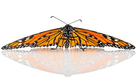 Monarch butterflies’ migration is part relay race, part obstacle course