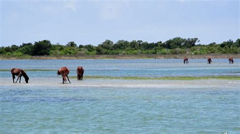 Cedar Island National Wildlife Refuge Beaufort All You Need To Know Before You Go Updated