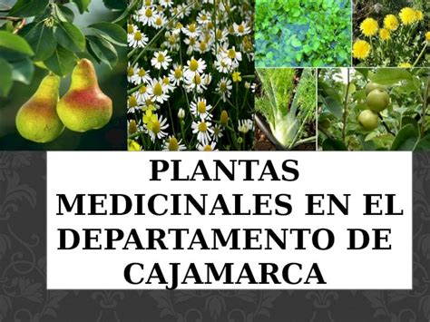 Pptx Plantas Medicinales En El Departamento De Cajamarca Dokumentips