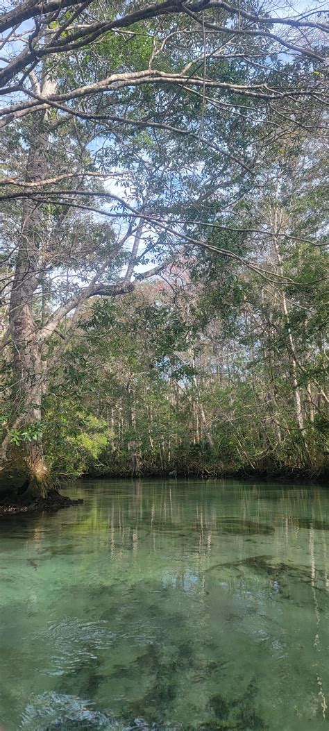 Weeki Wachee River : r/Kayaking