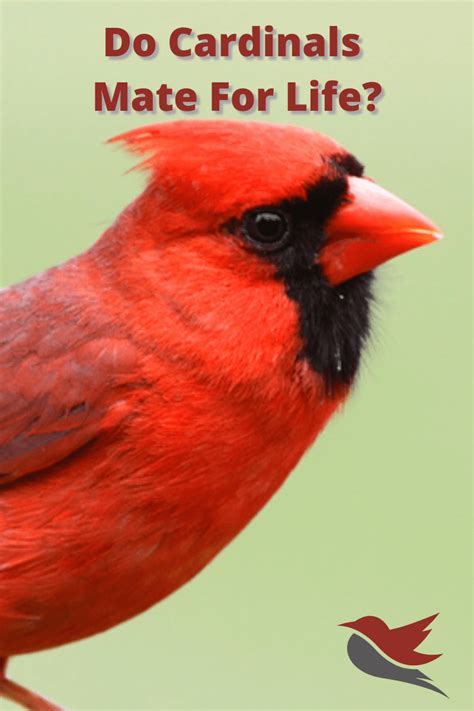 Do Cardinals Mate For Life Bird Informer