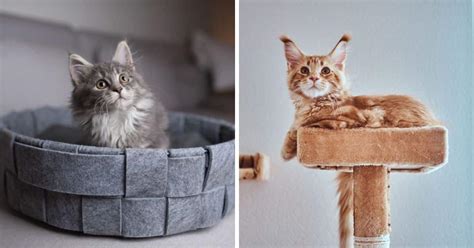 7 Unique Luxury Cat Furniture Pieces Maine Coon Approved