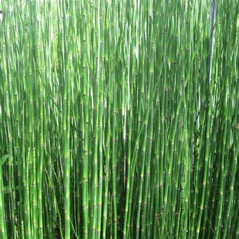 Equisetum Hyemale Ltr Potted Lincs Aquatics