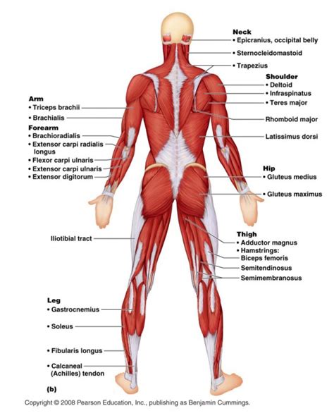 muscular system functions - ModernHeal.com