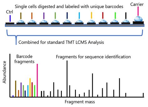 The Single Cell Proteomics Revolution Bioanalysis Zone