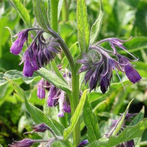 Gewone Smeerwortel Symphytum Officinale Vaste Planten Planten