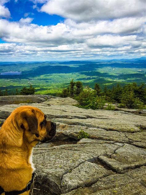 Puggle Looking At The World Mount Kearsarge Wilmot Nh Taken On A