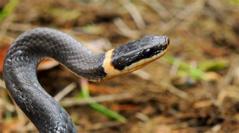 Northern Ringneck Snake