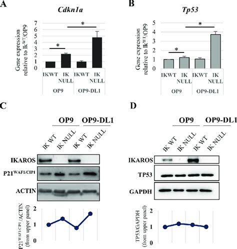 Cdkn1a And Tp53 Gene And Protein Expression In Ik WT And Ik Null Ter119