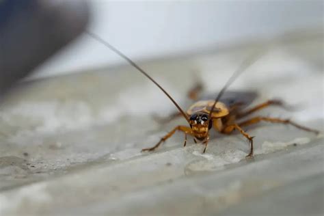 Flying Cockroach Prevention: Keeping Your Home Roach-Free