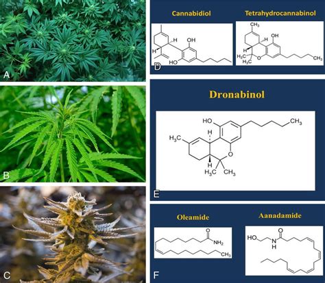 A Cannabis Indica Plant B Cannabis Sativa Plant C Cannabis Bud D