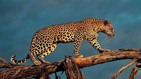 HD wallpaper: leopard computer, animal themes, animal wildlife, animals ...