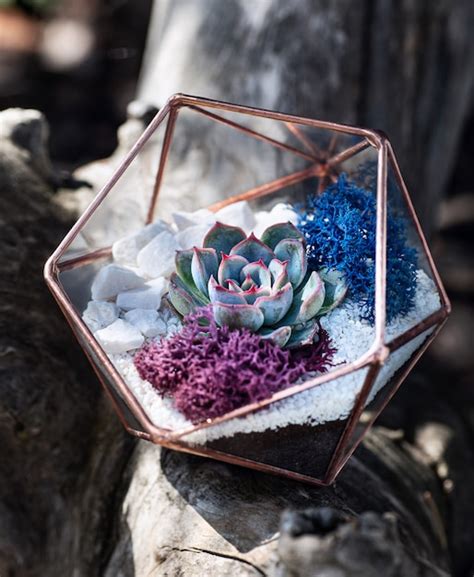 Premium Photo Glass Florarium With Succulent Plant Inside On The