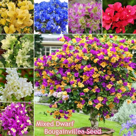 Colorful Dwarf Bougainvillea Flower Seeds For Planting 100 Seeds