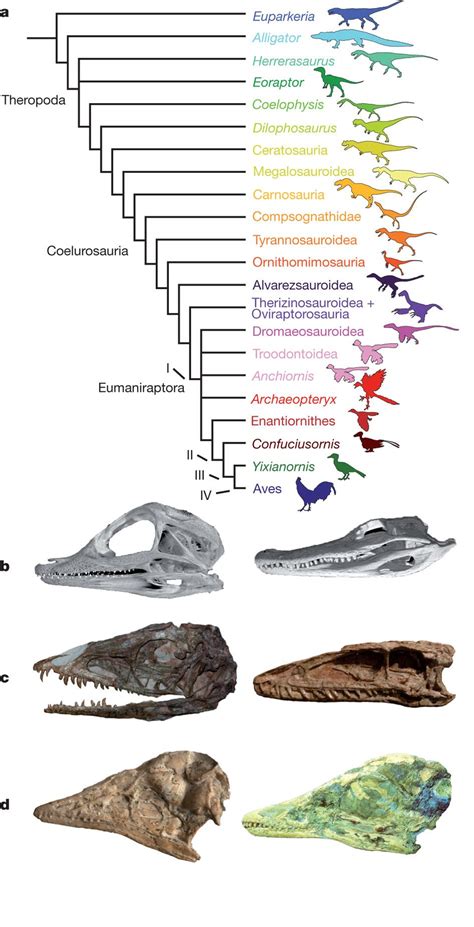 Archosaur Phylogeny And Ontogeny Nature Nature Publishing Group