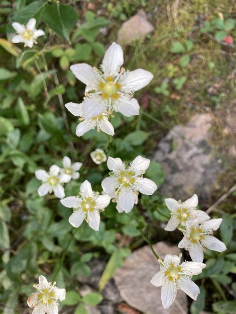 Fringed Grass Of Parnassus From Banff National Park Banff Ca Ab Fn