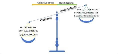 The Imbalance Of Oxidant And Antioxidant Causes Oxidative Stress