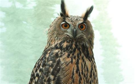 Fans Call for Statue in Honor of Beloved Owl Flaco | Art & Object