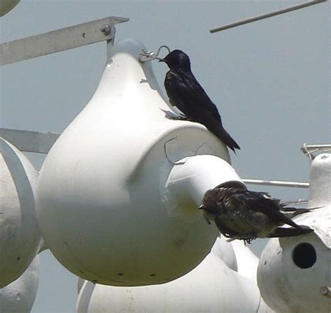 Purple Martin Housing Set Up With Gourds PVC Couplings Purple