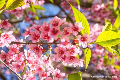 Árbol de Durazno: Cuidados, Recomendaciones, ¿cuándo florece?