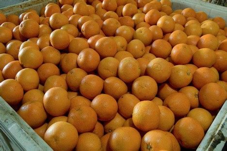 Demand spikes across North America for oranges