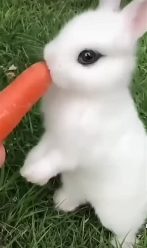 Baby bunny eats carrot by Solgalovamaria on DeviantArt