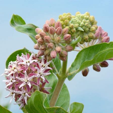 Asclepias Cordifolia