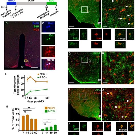 NG2 Glia Self Renewal And Differentiation To Glial Lineages A