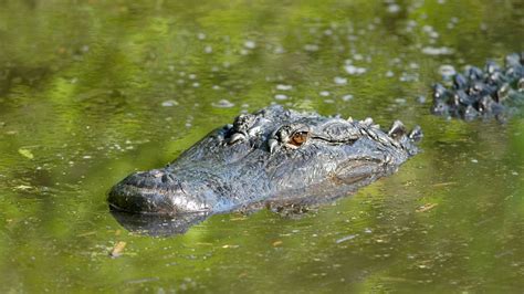 Caw Caw Interpretive Center | Charleston Area CVB