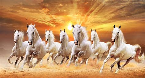white horse wallpaper