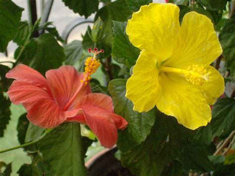 Multi Colored Hibiscus Plant Photograph By Doris Giardini