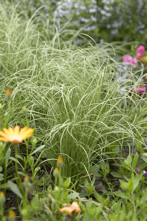 Carex Comans Frosted Curls Pack Of Three Plants Ornamental Grasses