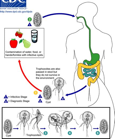 Ciclo Vital De Giardia Lamblia La Infección Por G Lamblia Inicia Al Download Scientific