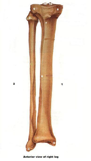 Tibia And Fibula Labeled Diagram Quizlet